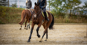 eigen paarden