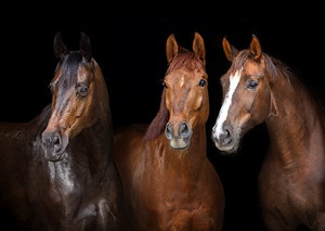 hoogwaardige dressuurpaard