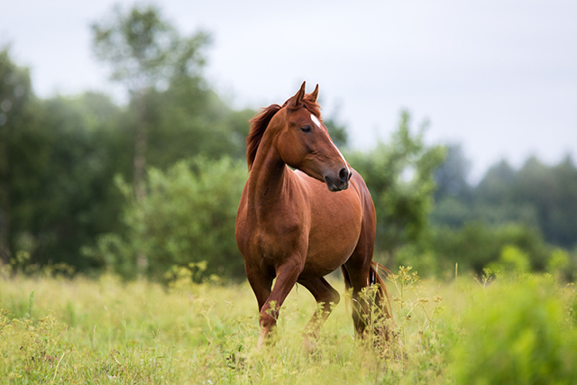 keuringcommissie paarden