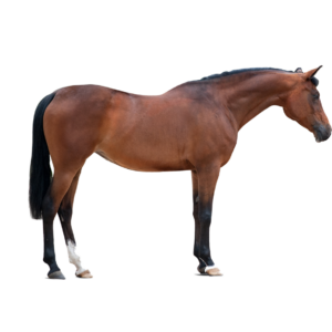 paard kopieren