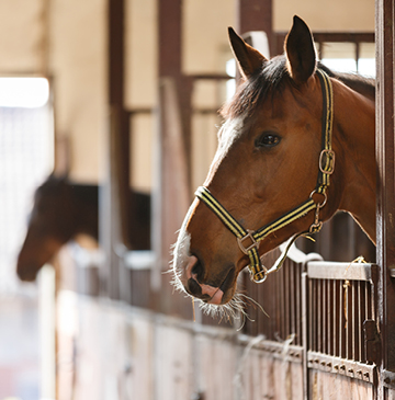 paarden africhten