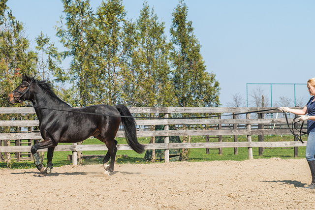 paarden lessen