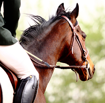 paarden wassen