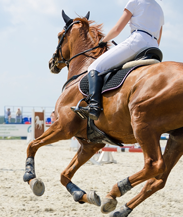 paardensport